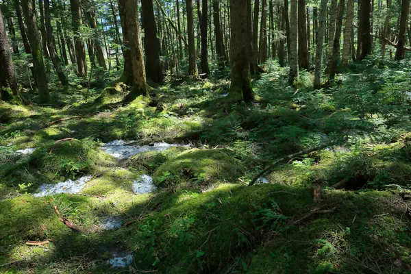 Bosque Con Musgo Árboles —  Fotos de Stock