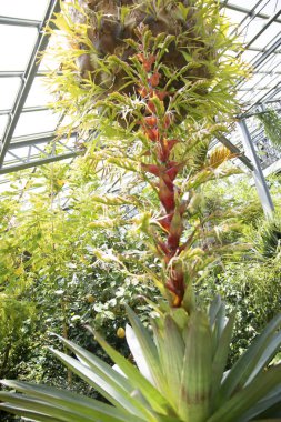 Seradaki tropikal bitkilerle güzel botanik çekimi