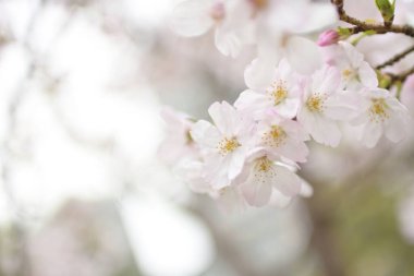 Ağaçta çiçek açan sakura çiçeklerinin yakın plan çekimi.