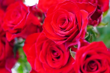 Bahçedeki bir buket güzel kırmızı gülün yanına.