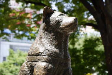 Akita köpeği Hachiko 'nun Japonya' daki Shibuya İstasyonu 'nun dışına merhum sahibine olan sarsılmaz bağlılığıyla hatırlanan bir heykeli dikildi..