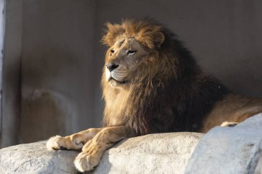 Bir kayanın üzerinde dinlenen aslan portresi.