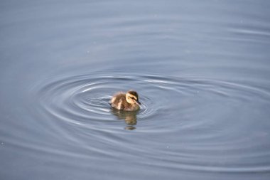 Dalgalarla gölde yüzen bir ördek