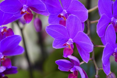 Güneş ışığında renkli çiçeklerin yakın çekimi 