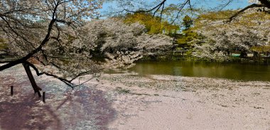 Japonya 'da kiraz çiçeği zamanı