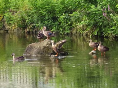 Göldeki vahşi kuşlar