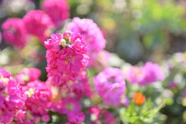 Güzel renkli çiçekler.