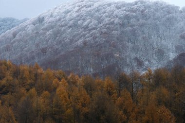 Ağaçlar ve karla kaplı sonbahar manzarası