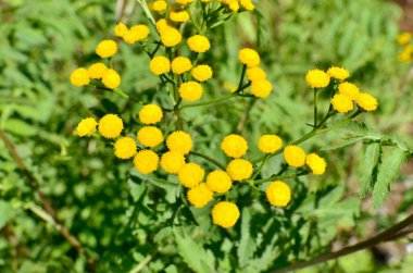 açık büyüyen sarı çiçekler yakın