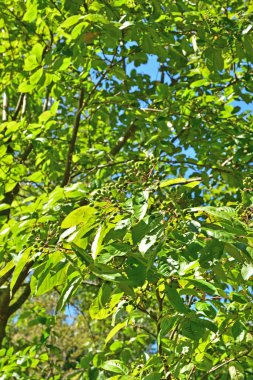 Baharda ağacın yeşil yaprakları 