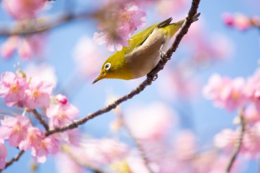 Kiraz ağacındaki şirin bir kuşun yakın plan fotoğrafı.