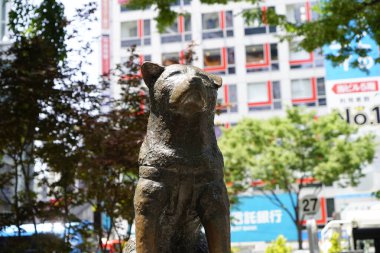 Akita köpeği Hachiko 'nun Japonya' daki Shibuya İstasyonu 'nun dışına merhum sahibine olan sarsılmaz bağlılığıyla hatırlanan bir heykeli dikildi..