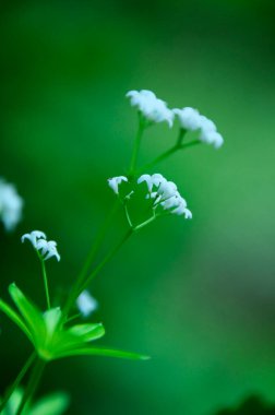 Bahçede beyaz çiçekler