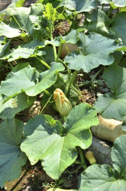 Bahçede büyüyen yeşil lahana