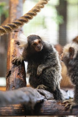 Maymunlar oturur ve oyun oynarlar.