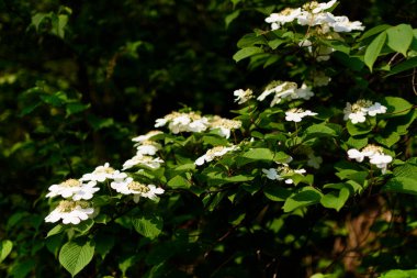 Bahçede açan beyaz çiçekler