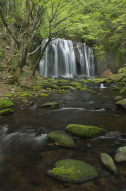 Ormandaki şelale doğa arka planında