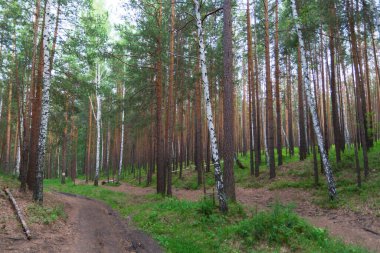 Ormanın içinden geçen yol.