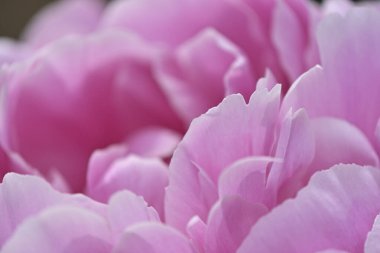 pembe Şakayık çiçeği gibi yakın çekim