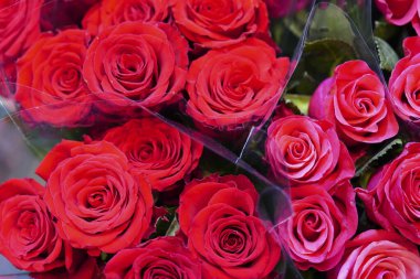 Güneş ışığında renkli çiçeklerin yakın çekimi 