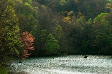 Ormandaki nehrin güzel manzarası