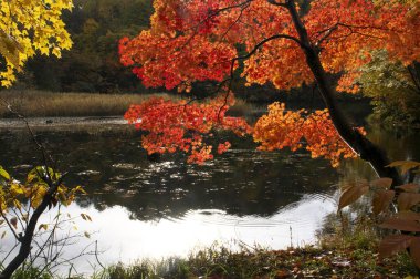 Ortasında ağaç olan bir gölet.