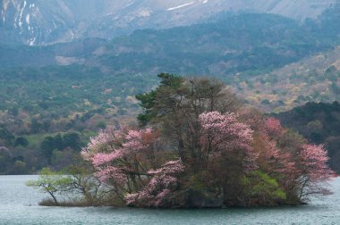 Japonya 'da kiraz çiçekleri, Tokyo, Japonya