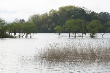 Sonbaharda ağaçlar ve suyla dolu göl