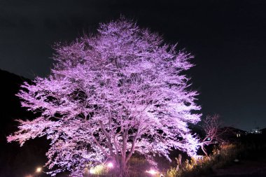 Ağaçta çiçek açan sakura çiçeklerinin yakın plan çekimi.