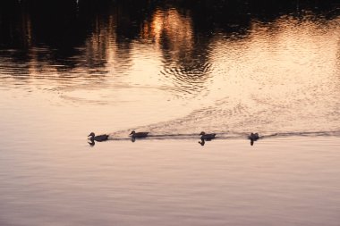 Gün batımında gölde yüzen bir grup ördek. 