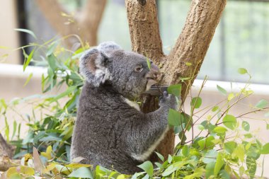 Gri koala hayvanat bahçesindeki ağaçta oturuyor.