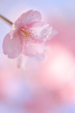 Ağaçta çiçek açan sakura çiçeklerinin yakın plan çekimi.