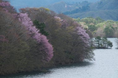 Ormandaki gölün güzel manzarası
