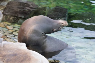 Hayvanat bahçesindeki bir deniz aslanının portresini yakından çek.