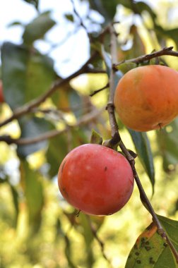 kırmızı ve siyah erikler ağaçta