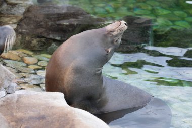Hayvanat bahçesindeki deniz aslanlarının portresini yakından çek.