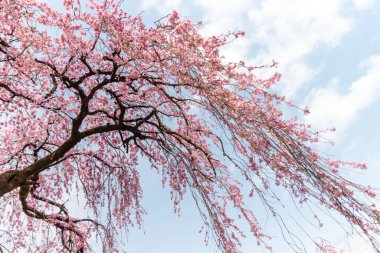 Ağaçta çiçek açan sakura çiçeklerinin yakın plan çekimi.