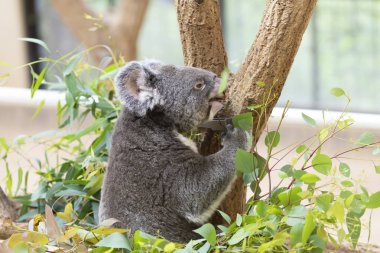 Gri koala hayvanat bahçesindeki ağaçta oturuyor.