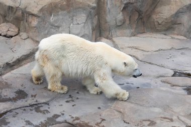 Hayvanat bahçesindeki kutup ayısının portresi
