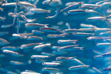 Suyun altında yüzen küçük gümüş balık sürüsü