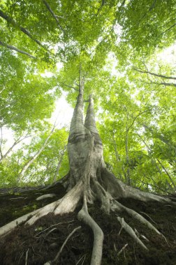 Ormandaki yaşlı ağaç