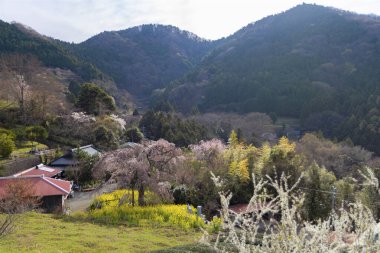 Ağaçta çiçek açan sakura çiçeklerinin yakın plan çekimi.