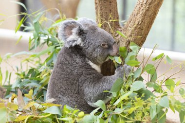 Gri koala hayvanat bahçesindeki ağaçta oturuyor.