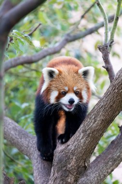 Hayvanat bahçesindeki sevimli kırmızı panda