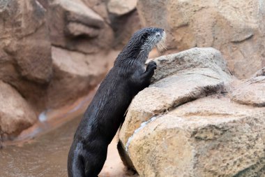 Hayvanat bahçesindeki nehir samurunun (Lutra lutra) portresini kapat. 