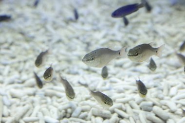 Akvaryum balığı, yakın plan. Su altı yaşamı