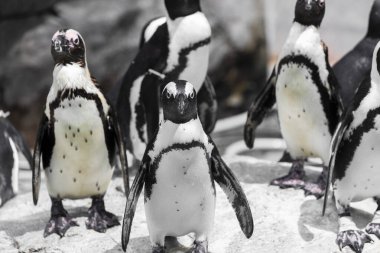 Kayaların üzerinde duran siyah ve beyaz penguen grubu.