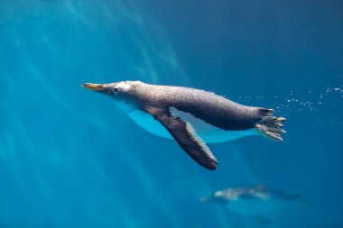 Mavi berrak suda yüzen bir penguen.