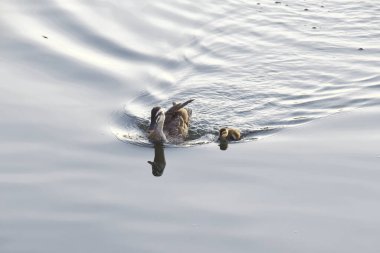 Anne ördek ve ördek gölette yüzüyor.