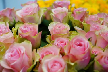 Bahçedeki güzel çiçekler